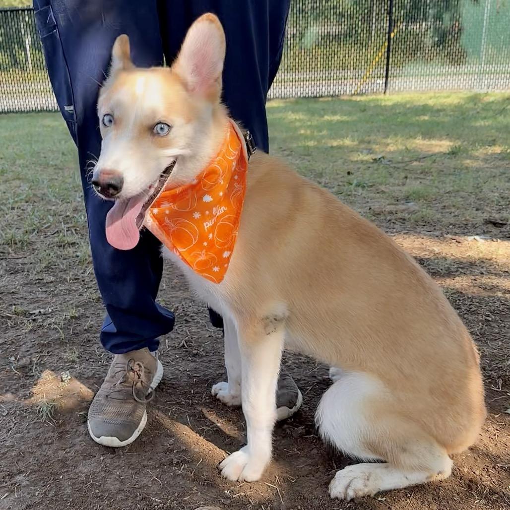 Enlarge Mac, a Adoptable Siberian Husky in Johnson City, TN image 5/5