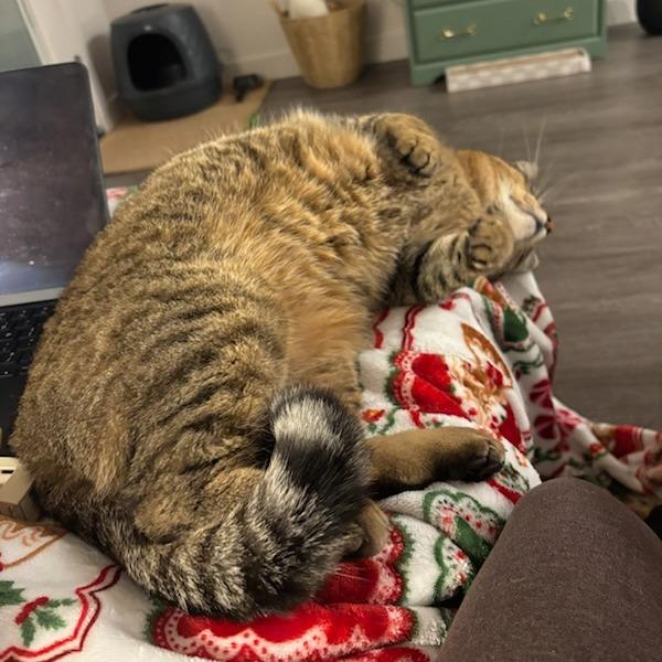 Donnie, Adoptable, Adult Male Domestic Short Hair.