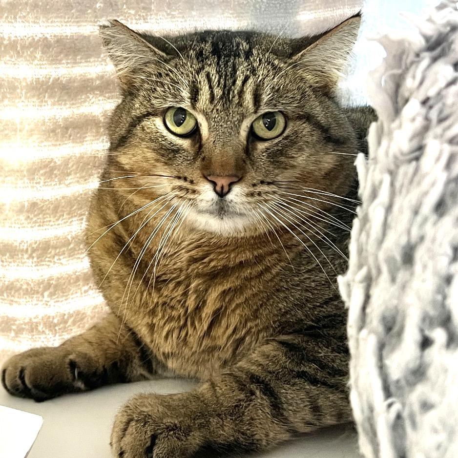 Enlarge Donnie, a Adoptable Domestic Short Hair in Salt Lake City, UT image 2/6