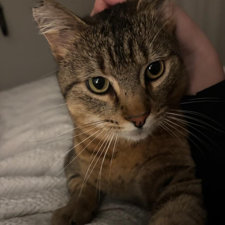 Enlarge Donnie, a Adoptable Domestic Short Hair in Salt Lake City, UT image 3/6