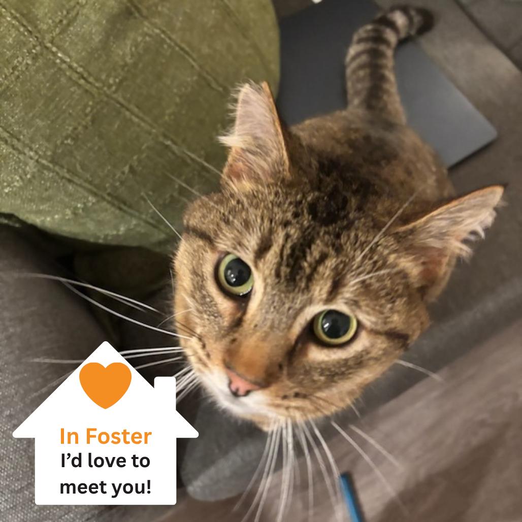 Enlarge Donnie, a Adoptable Domestic Short Hair in Salt Lake City, UT image 3/5