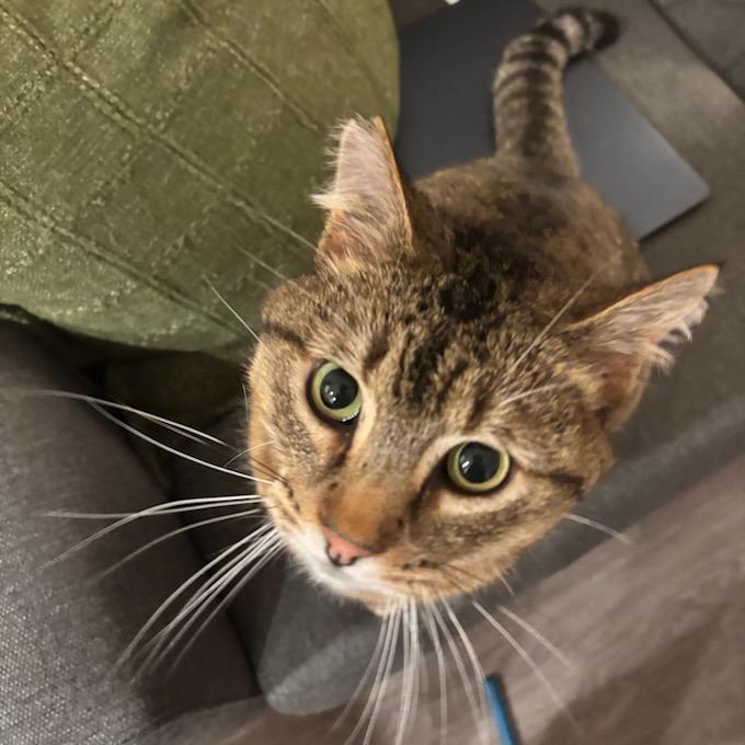 Enlarge Donnie, a Adoptable Domestic Short Hair in Salt Lake City, UT image 4/6