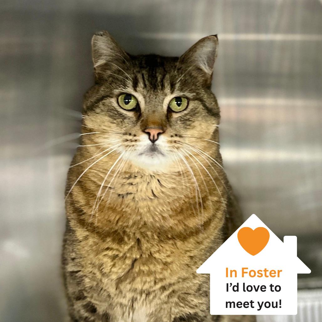 Enlarge Donnie, a Adoptable Domestic Short Hair in Salt Lake City, UT image 5/6