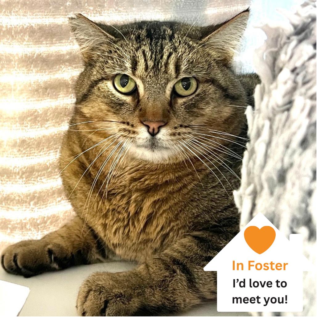 Enlarge Donnie, a Adoptable Domestic Short Hair in Salt Lake City, UT image 6/6