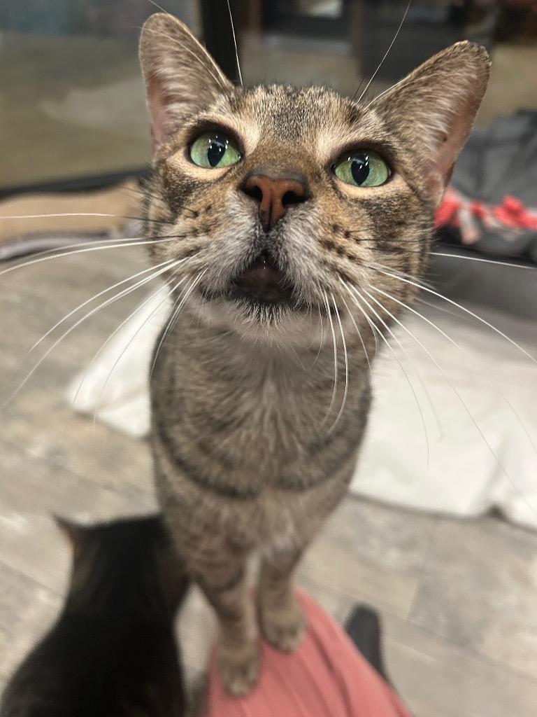 Jack, Adoptable, Senior Male Domestic Short Hair.