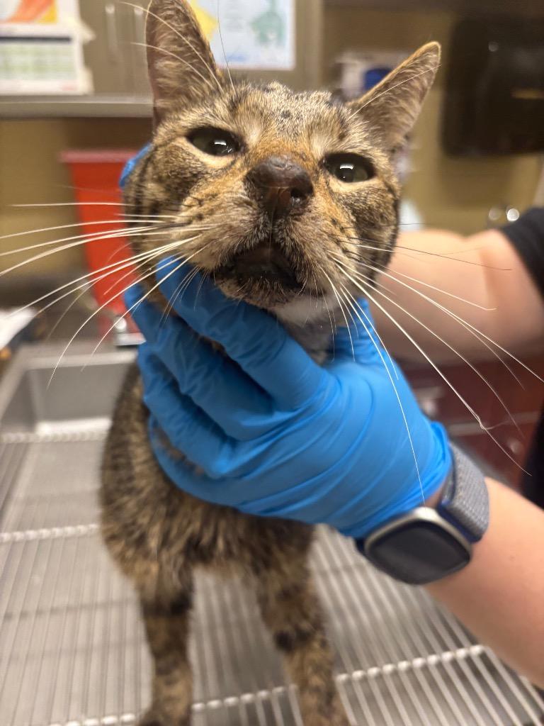 Enlarge Jack, a Adoptable mixed breed in Douglasville, GA image 2/2