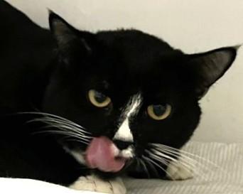 POTLUCK, Adoptable, Young Male Domestic Short Hair.