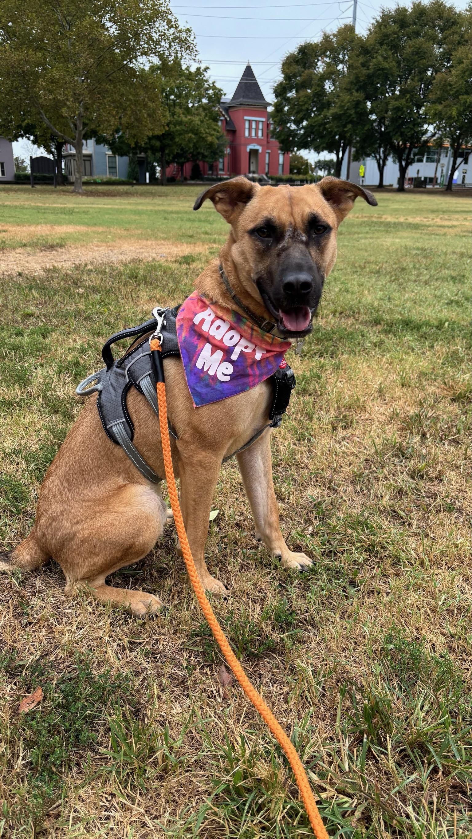 Kingston, Adoptable, Young Male Labrador Retriever & German Shepherd Dog.