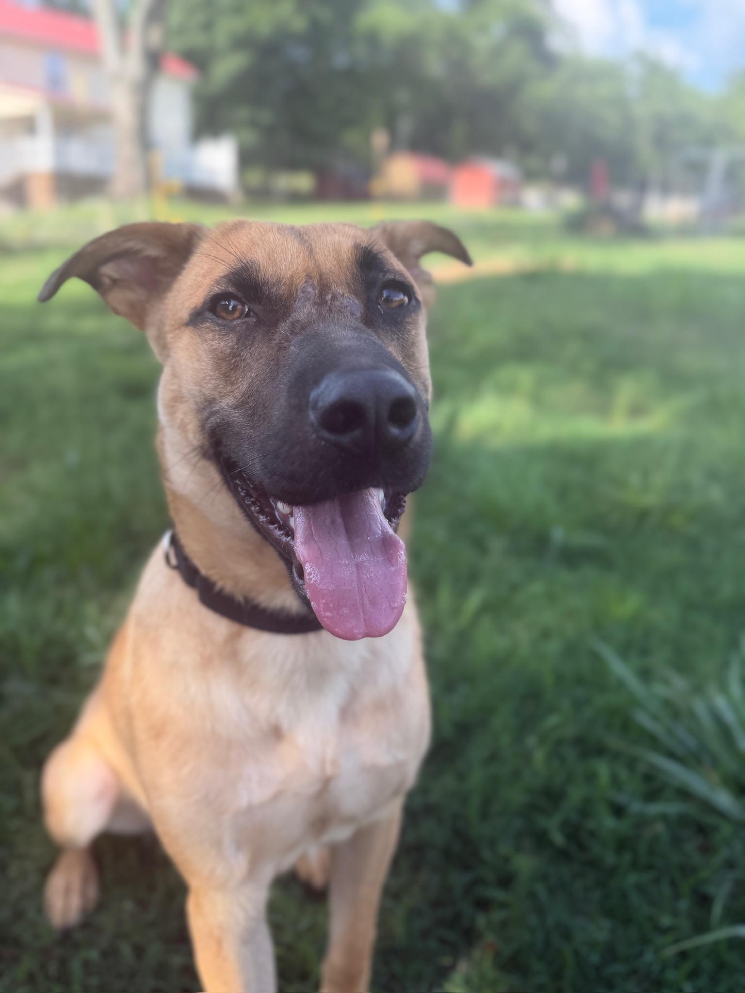 Kingston, a ADOPTABLE mixed breed in Nashville, TN image 3/6
