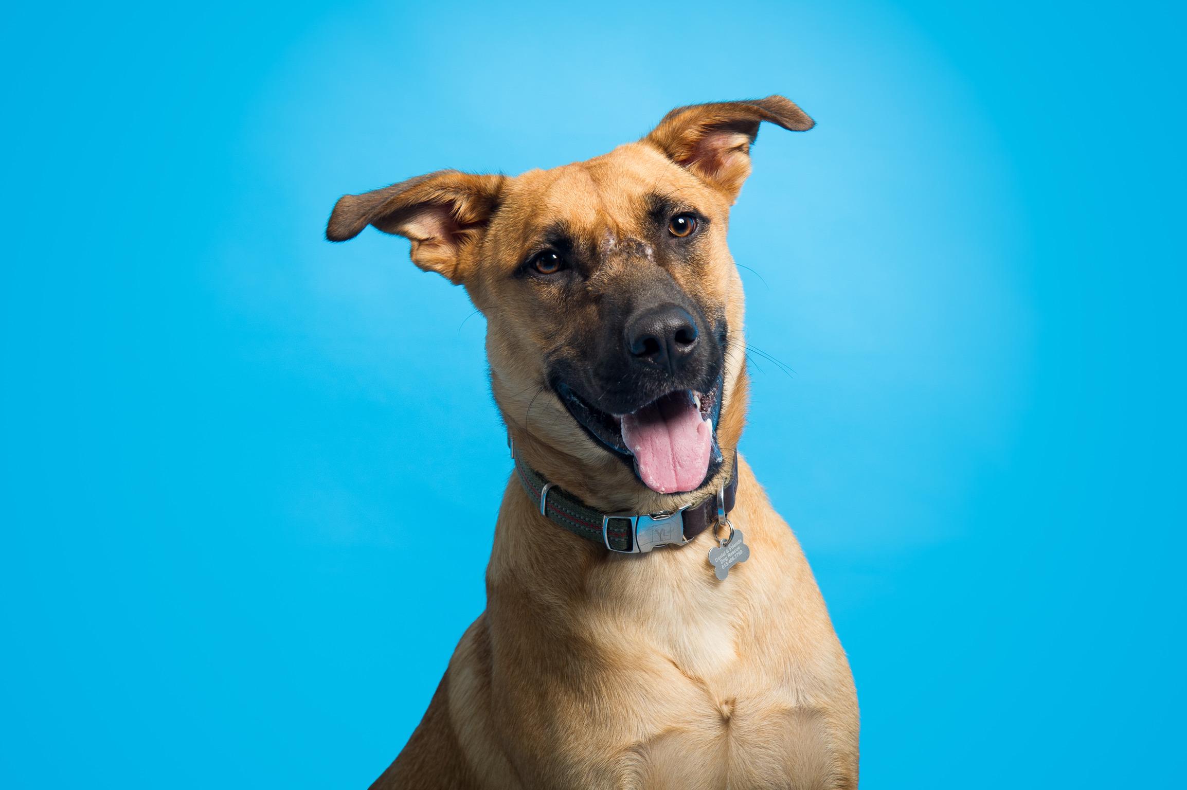 Enlarge Kingston, a Adoptable mixed breed in Nashville, TN image 5/6
