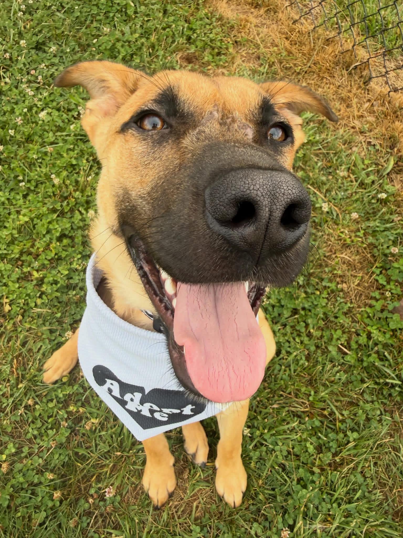 Kingston, a ADOPTABLE mixed breed in Nashville, TN image 2/6