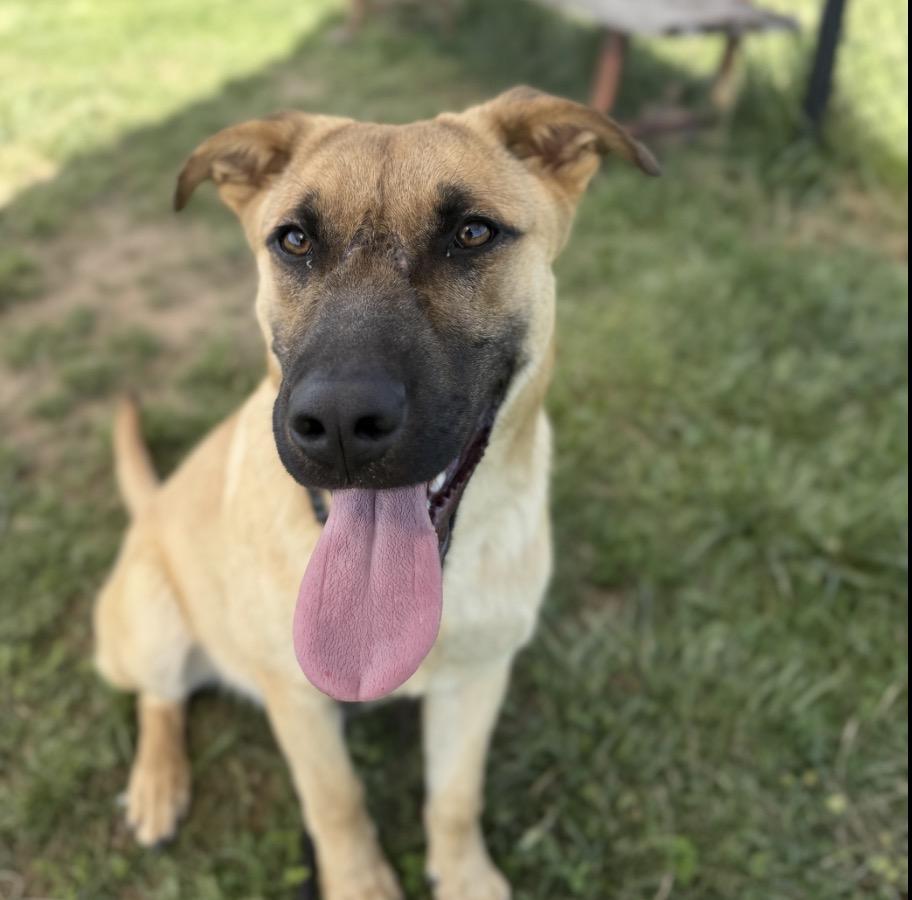 Kingston, a ADOPTABLE mixed breed in Nashville, TN image 5/6