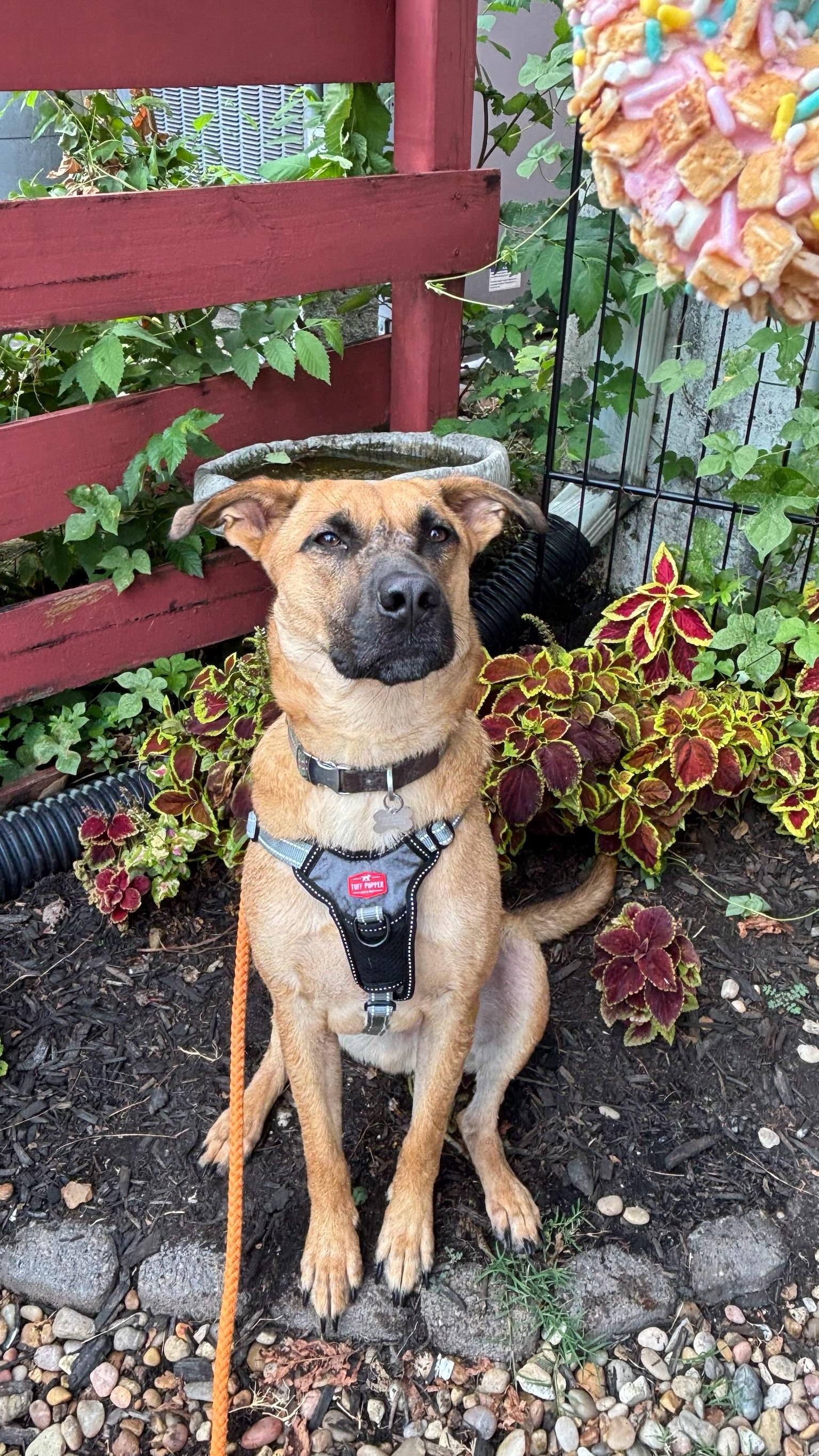 Enlarge Kingston, a Adoptable mixed breed in Nashville, TN image 4/6