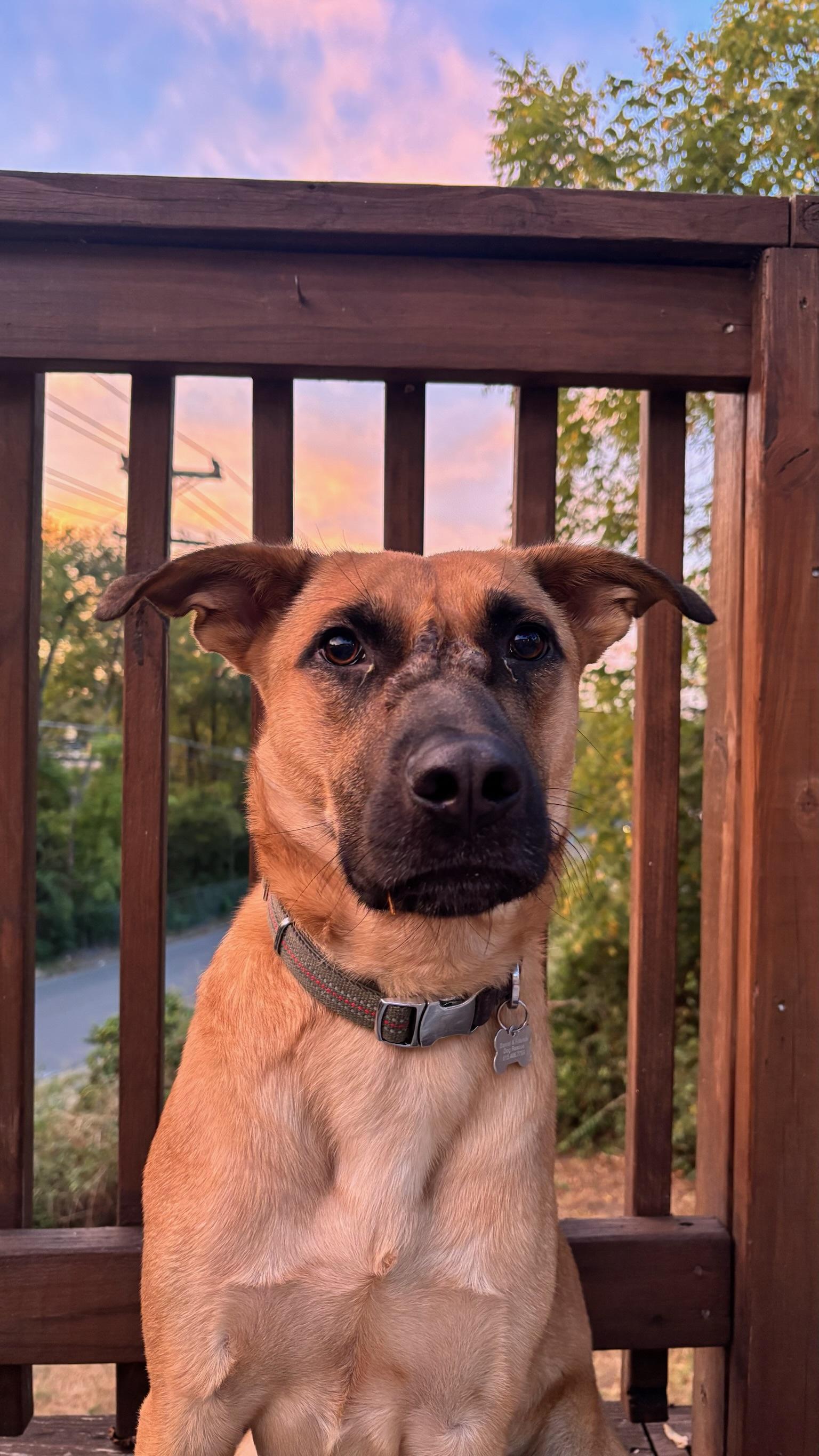 Enlarge Kingston, a Adoptable mixed breed in Nashville, TN image 2/6