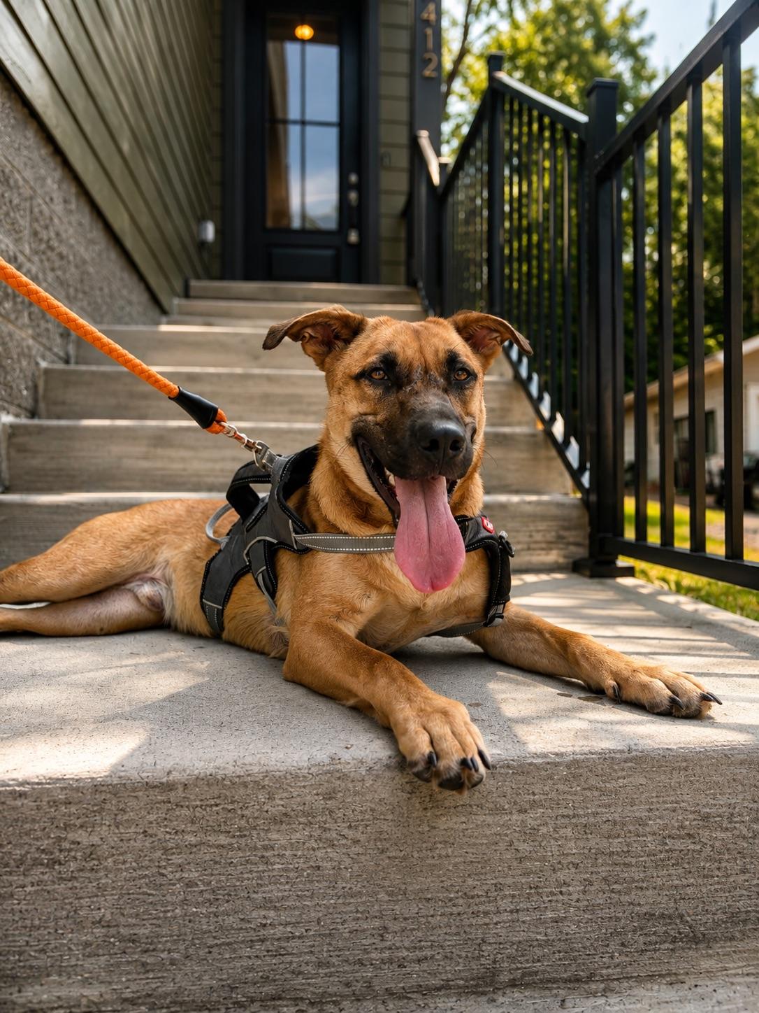 Enlarge Kingston, a Adoptable mixed breed in Nashville, TN image 6/6
