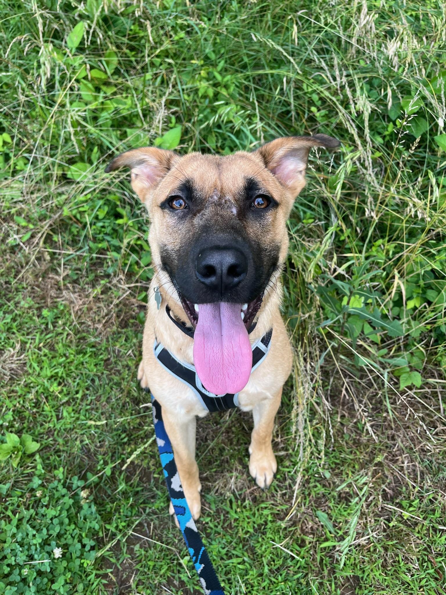Kingston, a ADOPTABLE mixed breed in Nashville, TN image 1/6