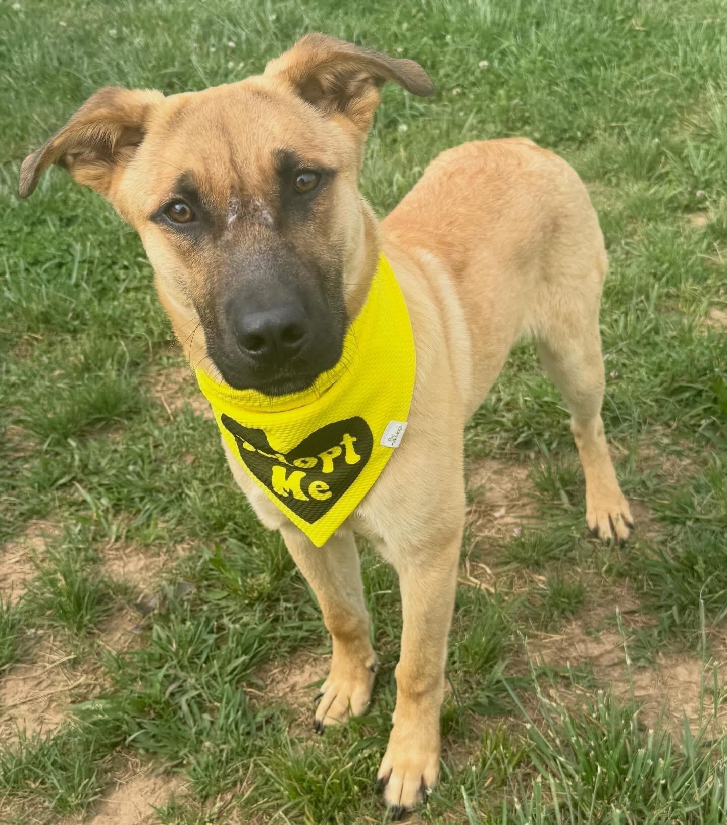 Kingston, a ADOPTABLE mixed breed in Nashville, TN image 4/6
