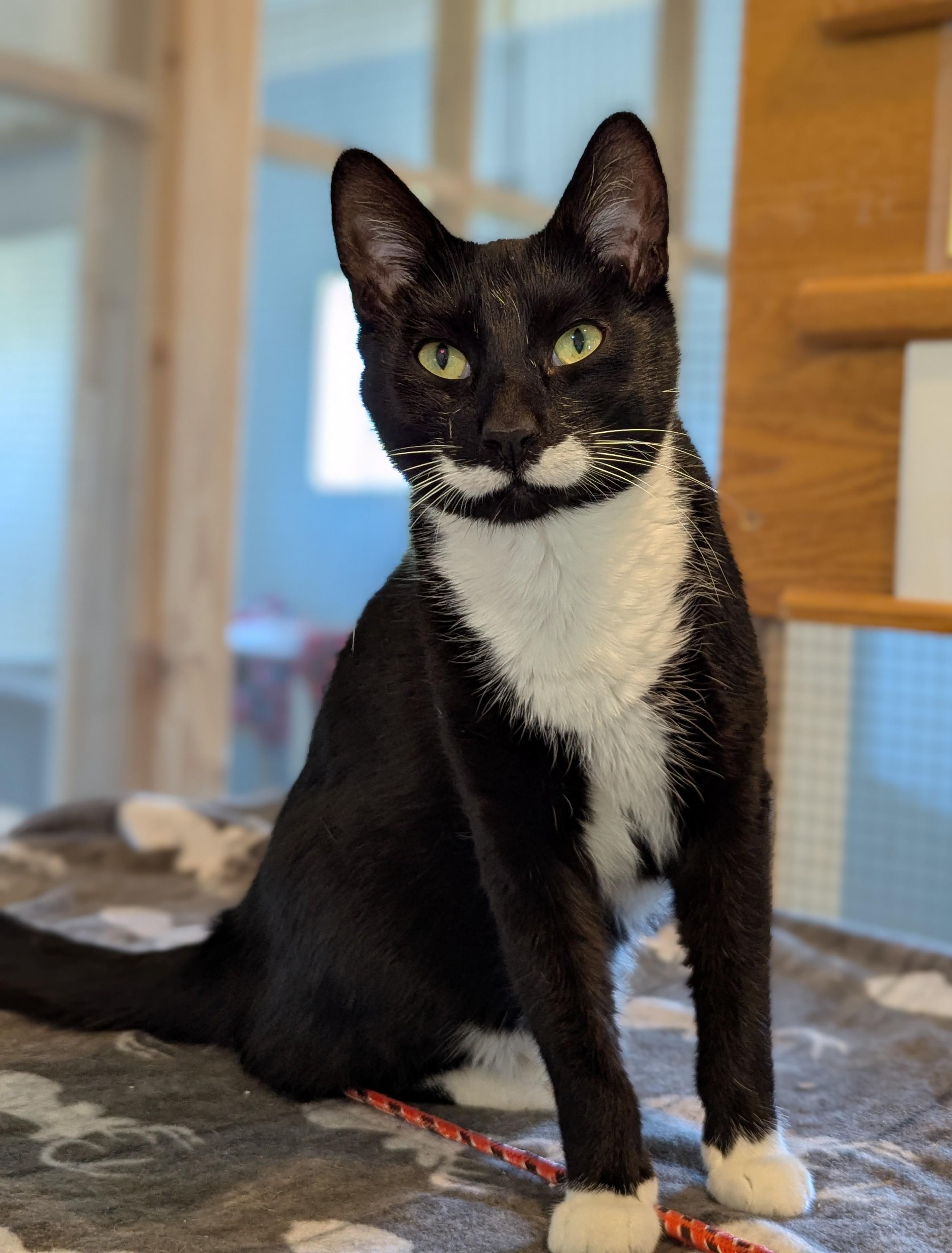TOM (and Jerry)