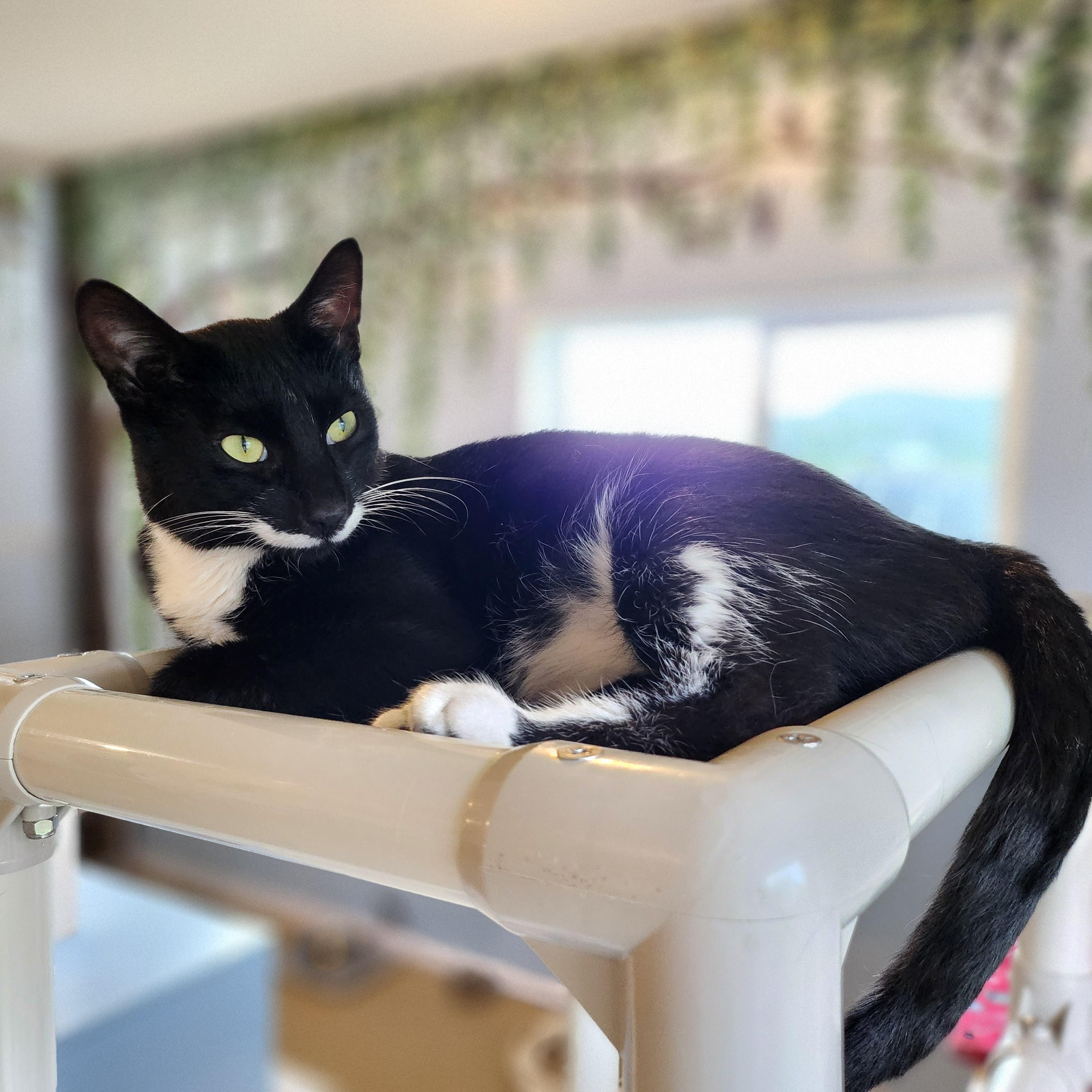 TOM (and Jerry), Young Male Domestic Short Hair