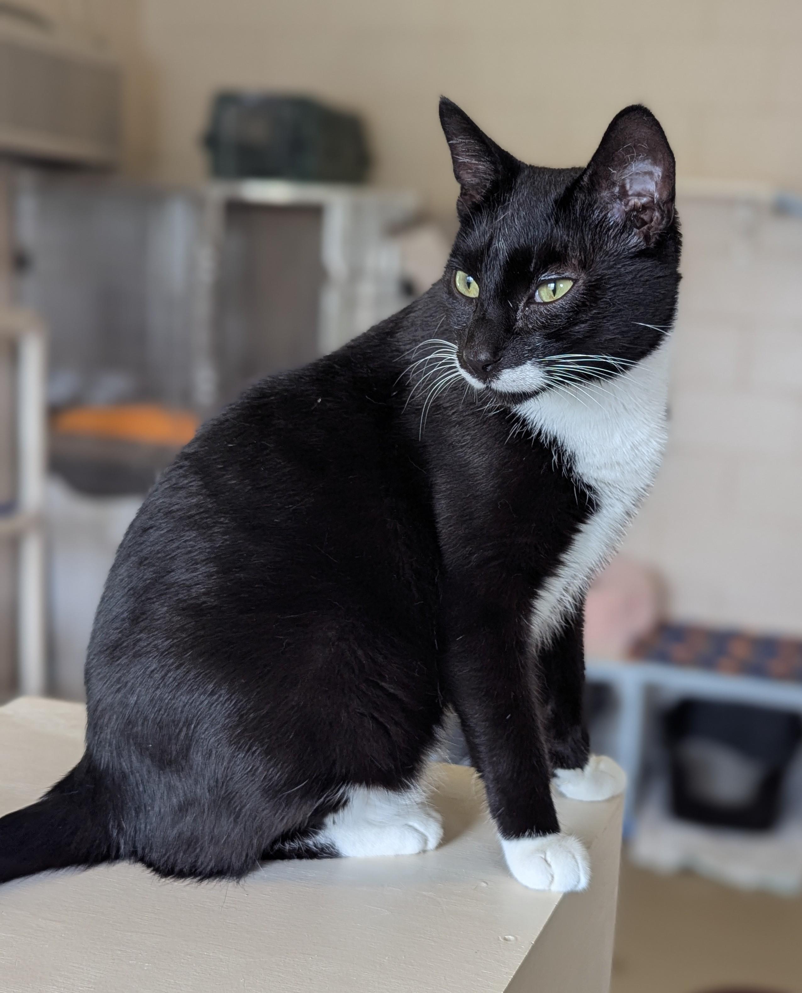 TOM (and Jerry)