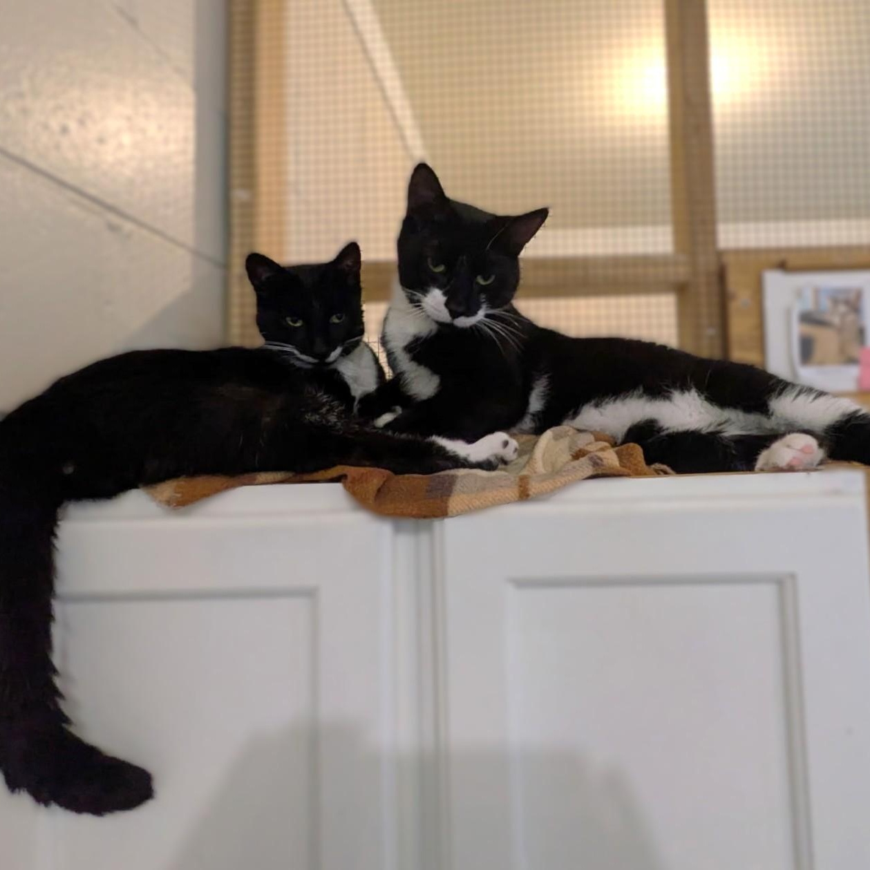 TOM (and Jerry) photo 6