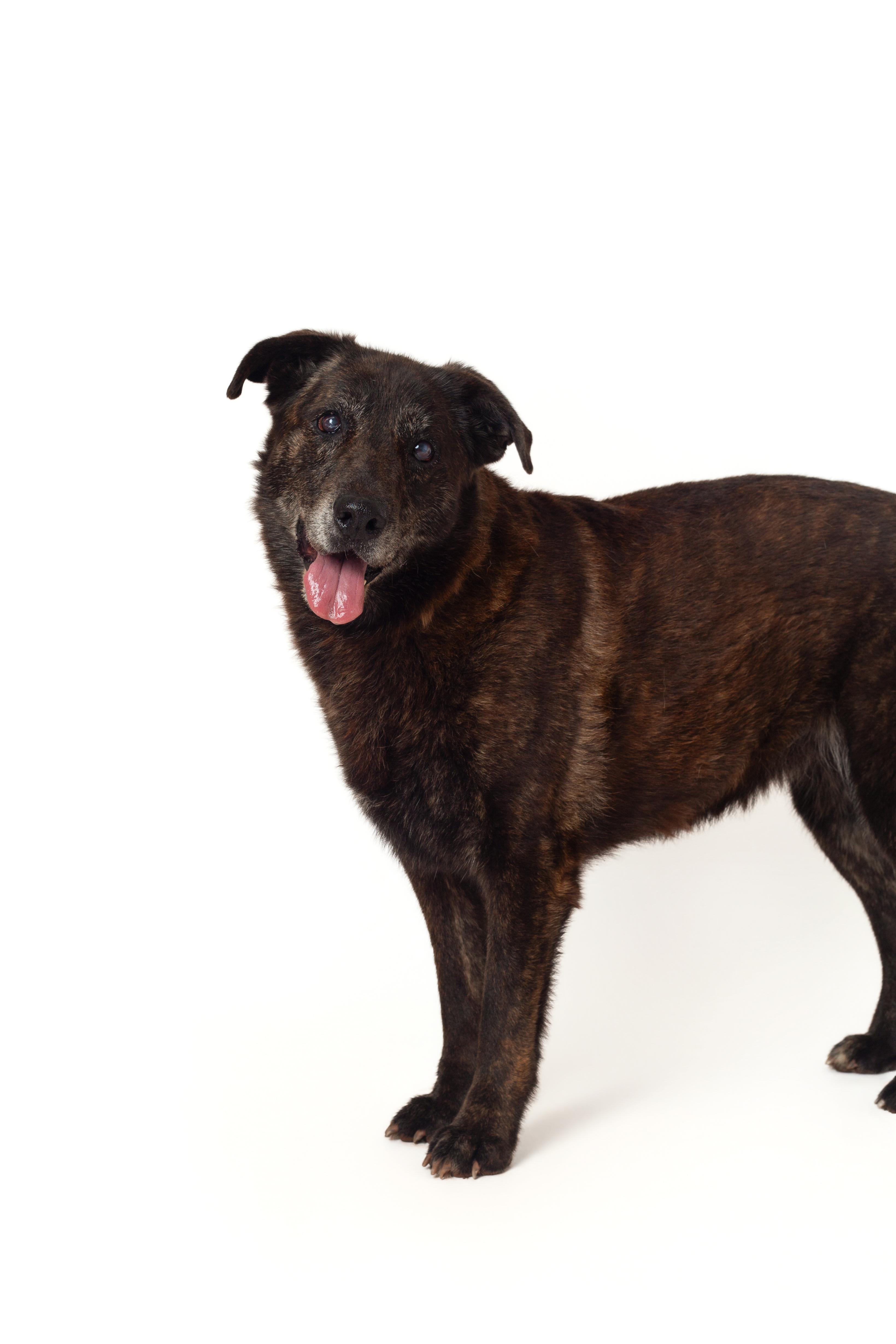 Brindi, a Adoptable Shepherd in Guthrie, OK image 3/6