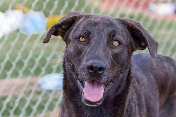 Brindi, a Adoptable Shepherd in Guthrie, OK image 1/4