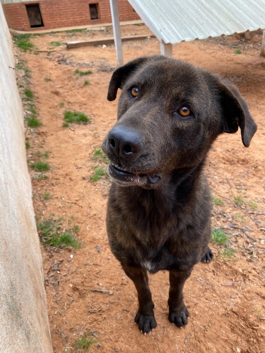 Brindi, a Adoptable Shepherd in Guthrie, OK image 2/4