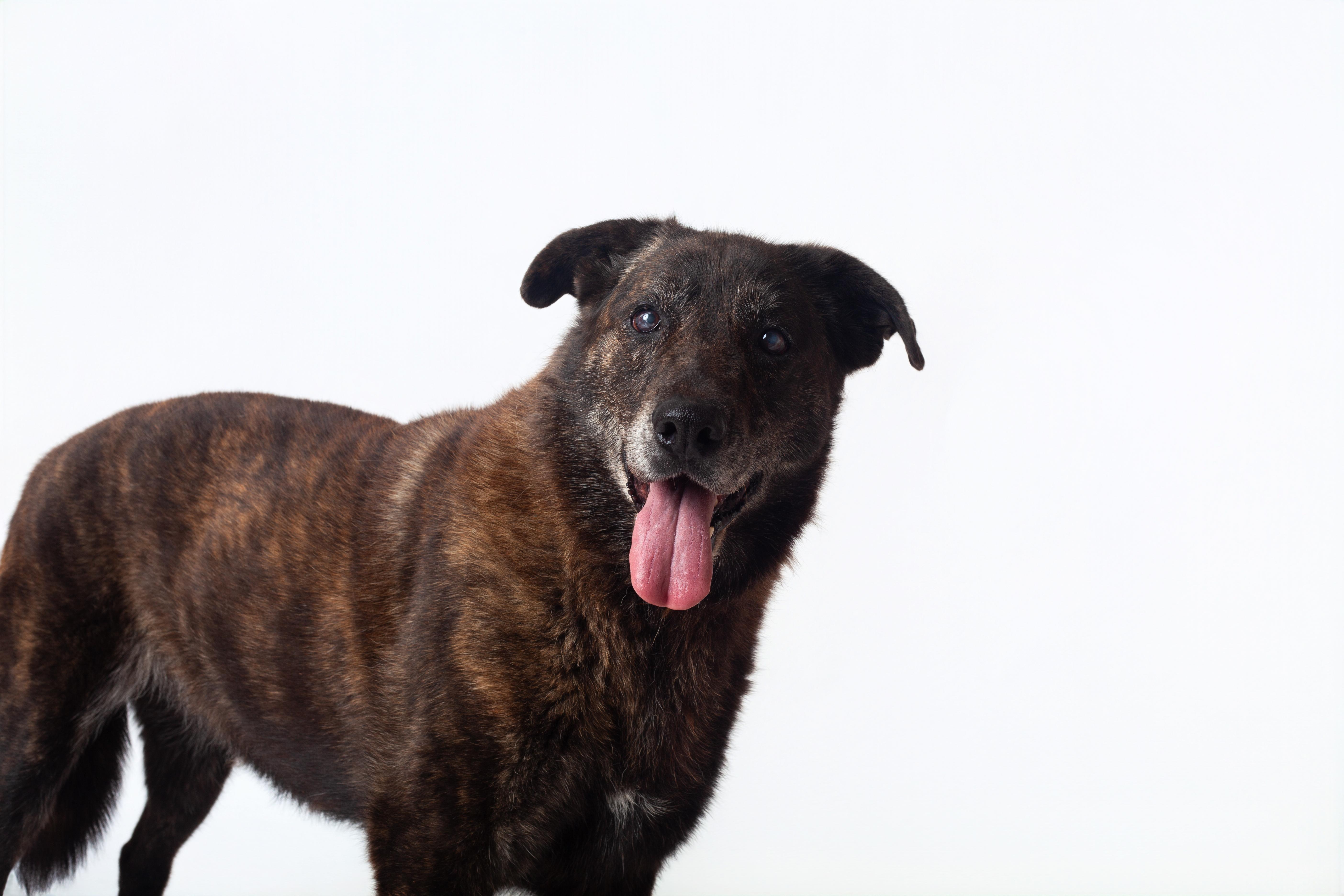 Brindi, Adoptable, Senior Female Shepherd.