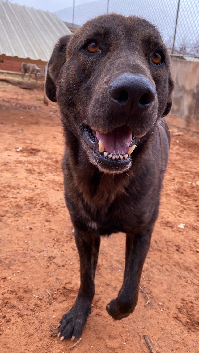 Brindi, a Adoptable Shepherd in Guthrie, OK image 3/4