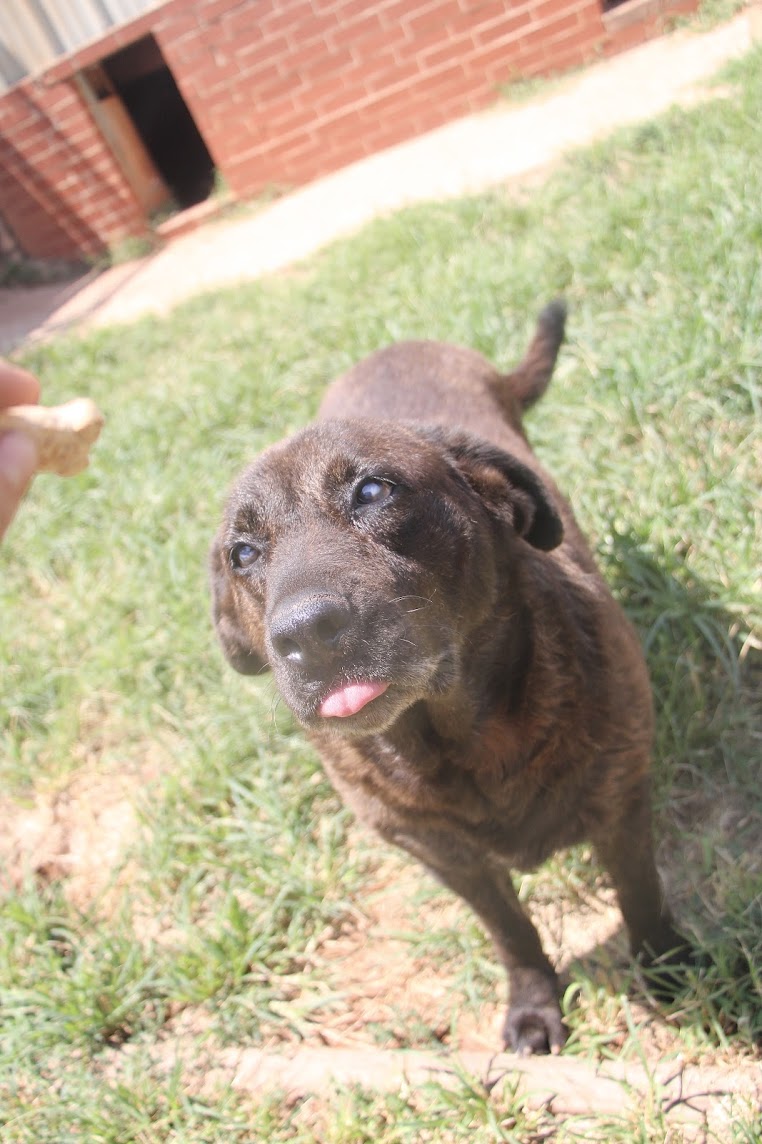 Brindi, a Adoptable Shepherd in Guthrie, OK image 4/4