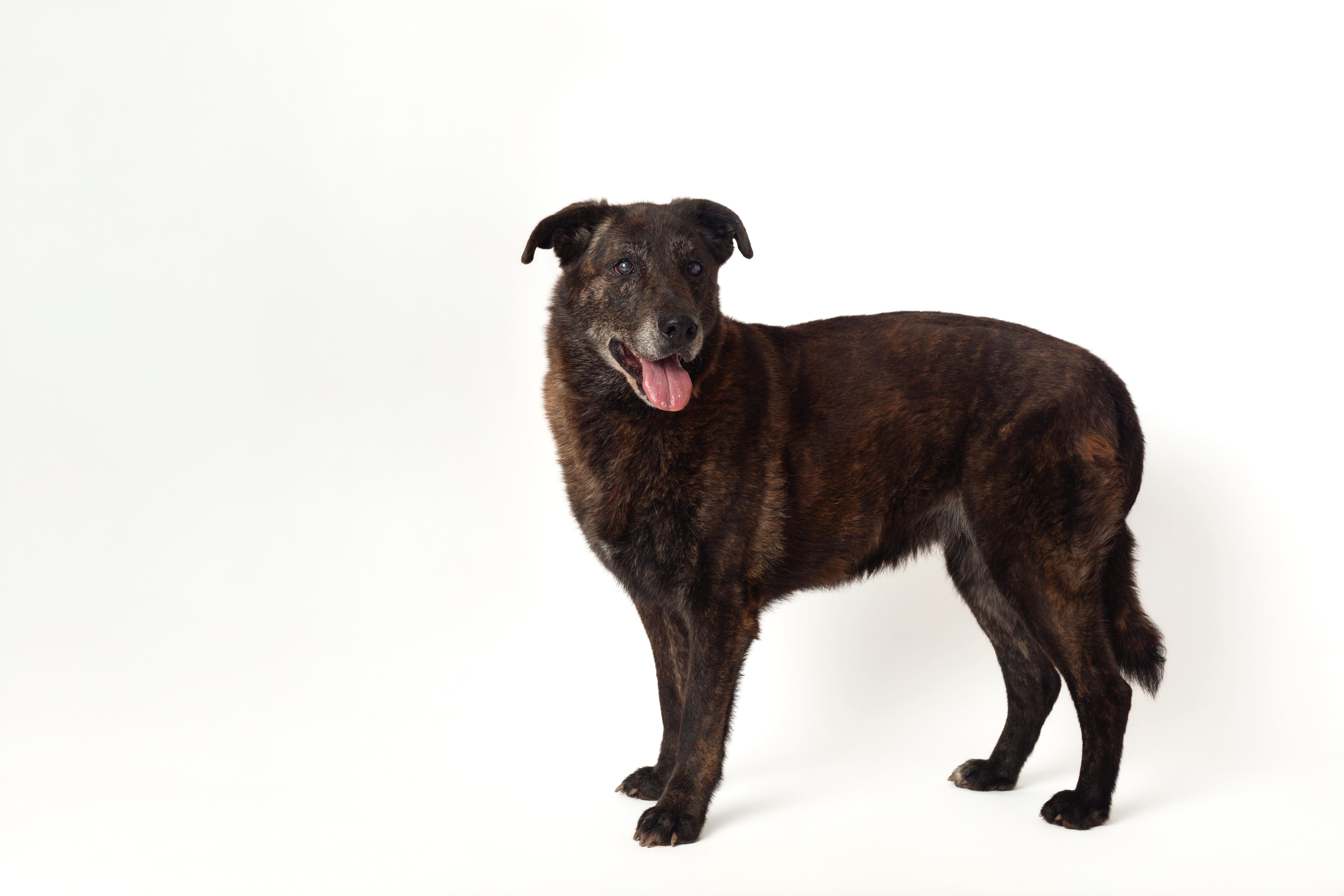 Brindi, a Adoptable Shepherd in Guthrie, OK image 2/6