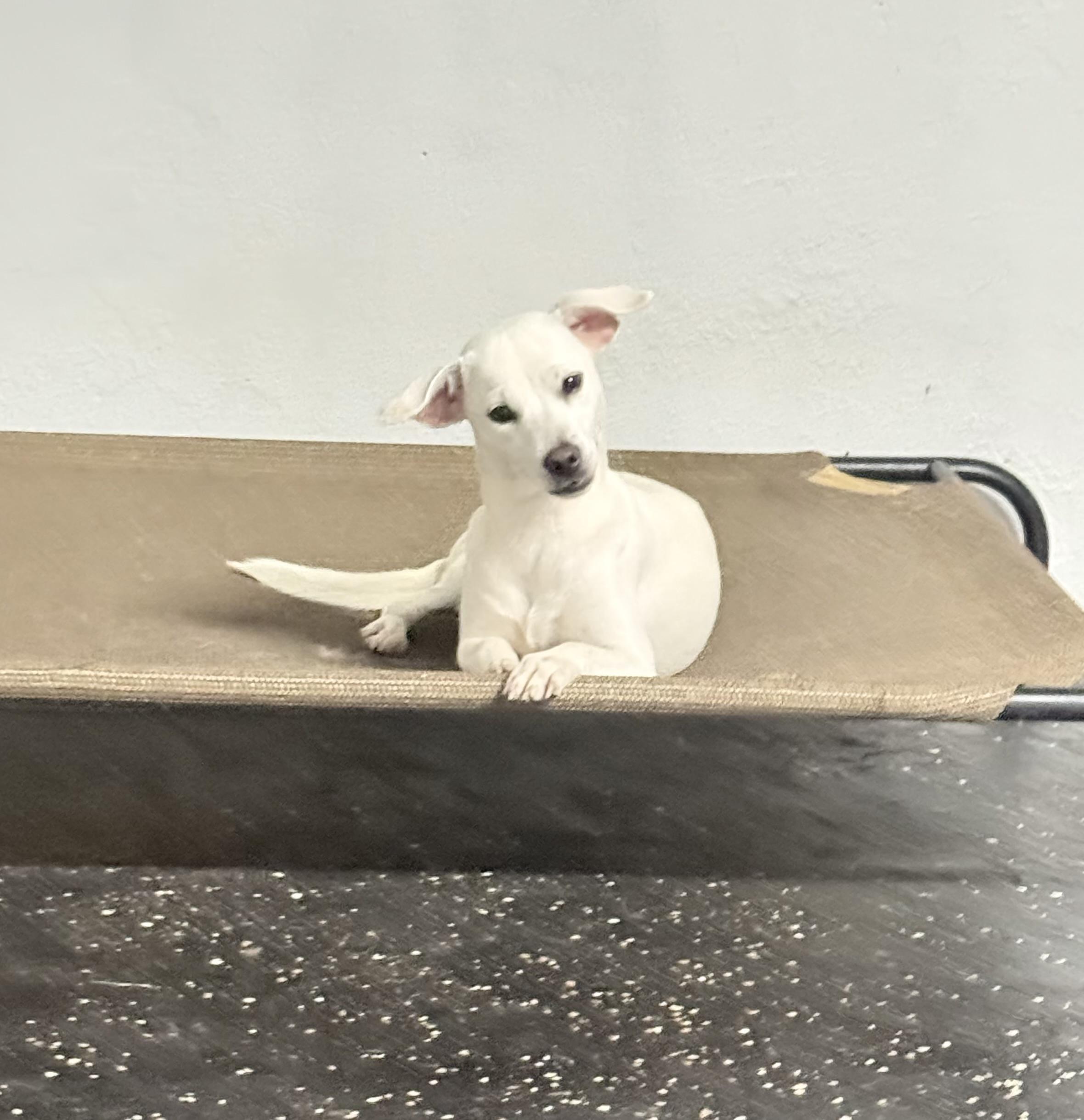 Lilo, ADOPTABLE, Puppy Female Labrador Retriever.