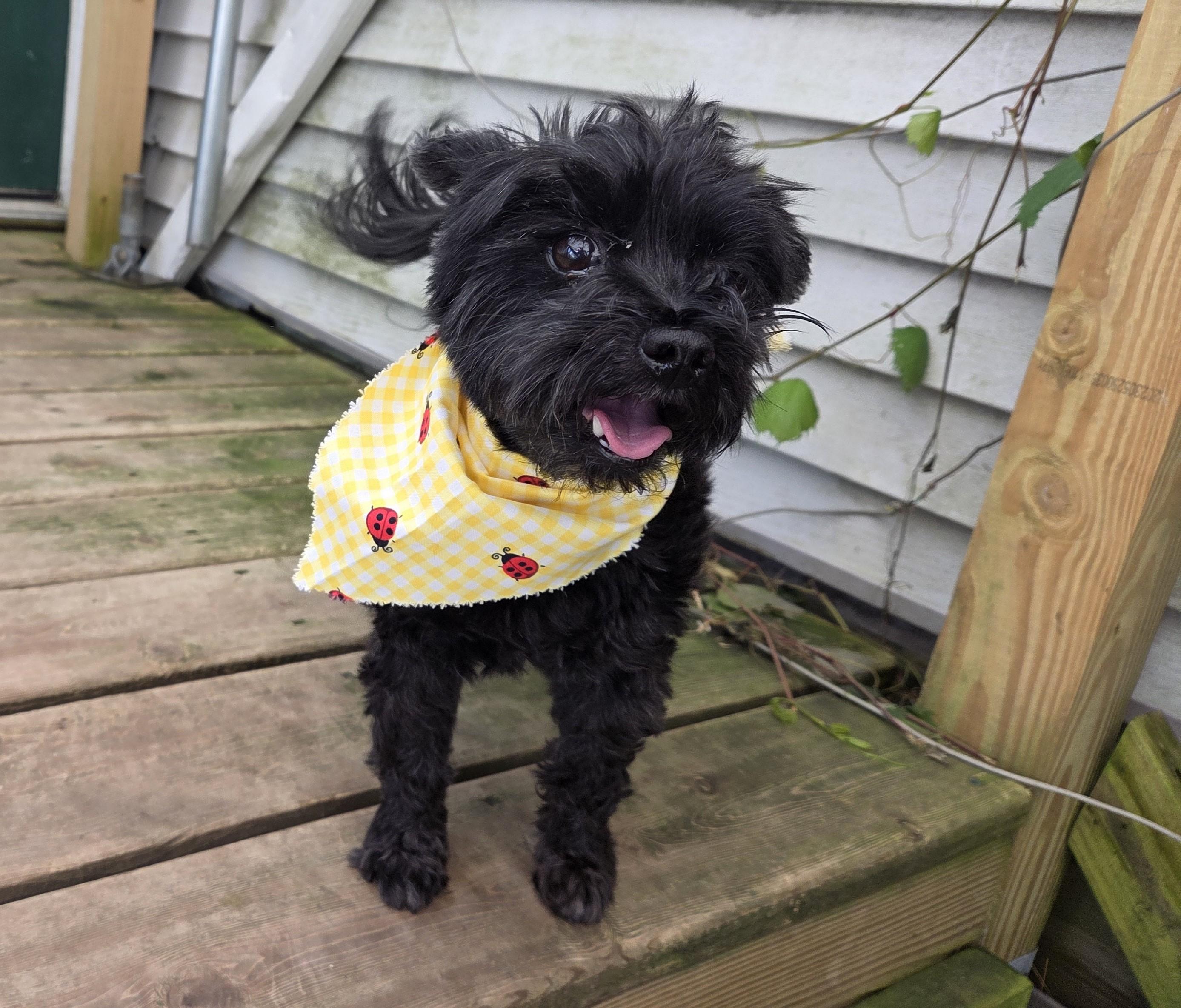 Enlarge Harlow, an adopted mixed breed in Carsonville, MI image 3/3