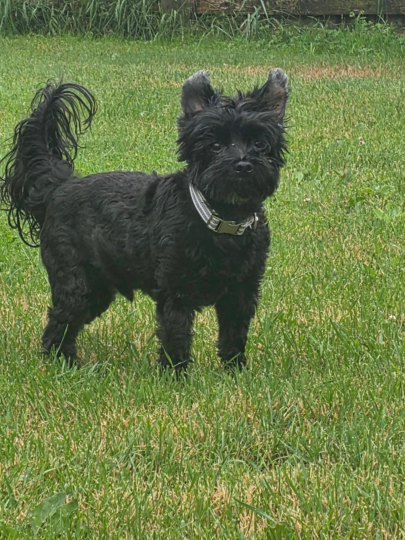 Enlarge Harlow, an adopted mixed breed in Carsonville, MI image 2/3