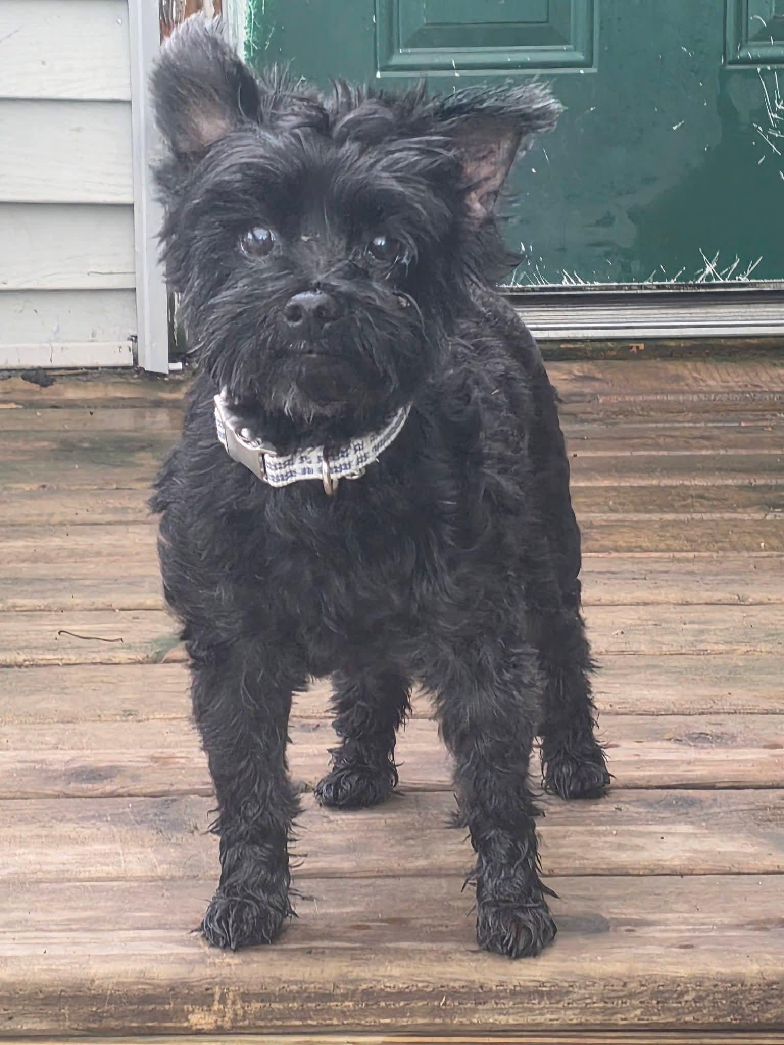 Harlow, adopted, Senior Male Morkie.