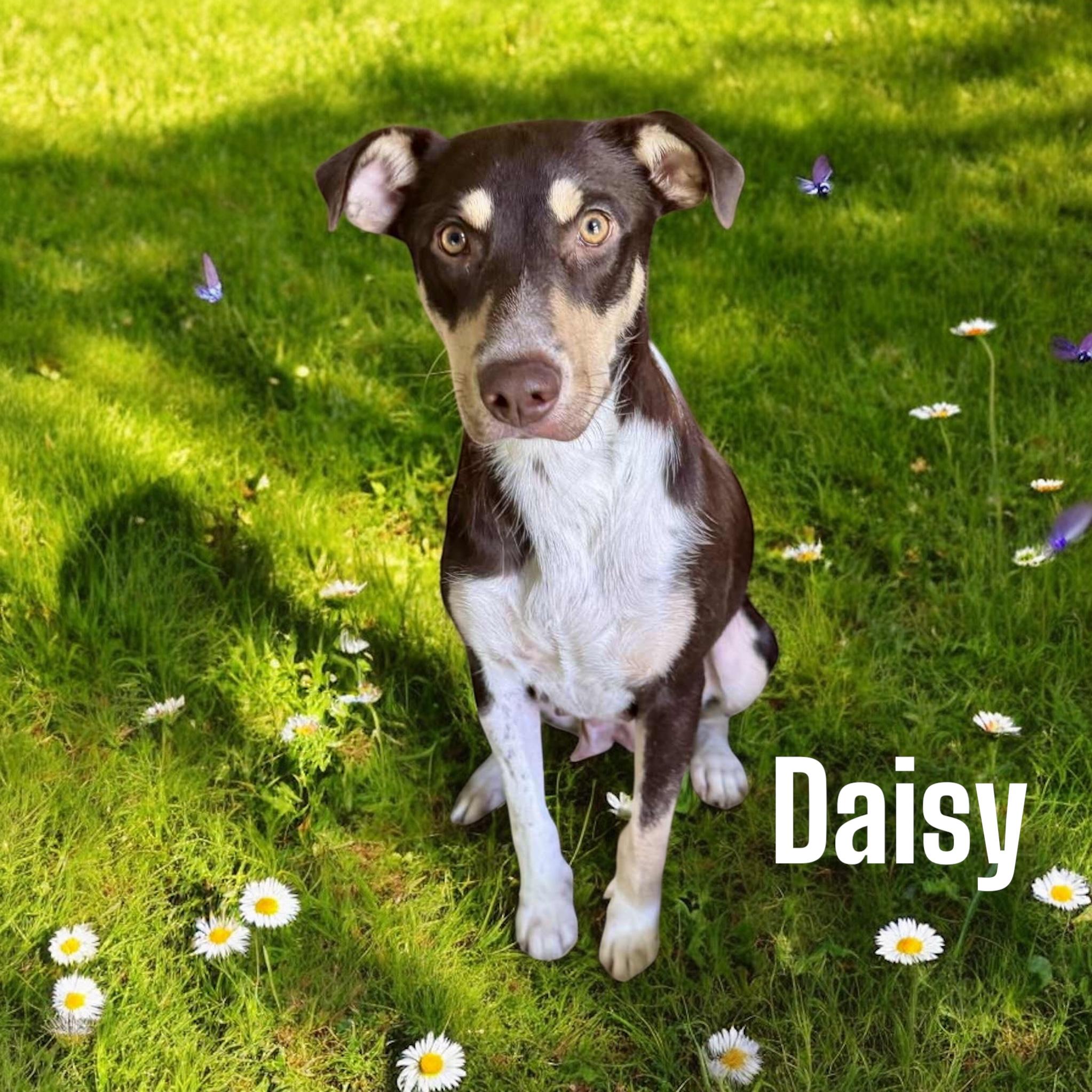 Daisy, Adoptable, Adult Female Australian Shepherd.