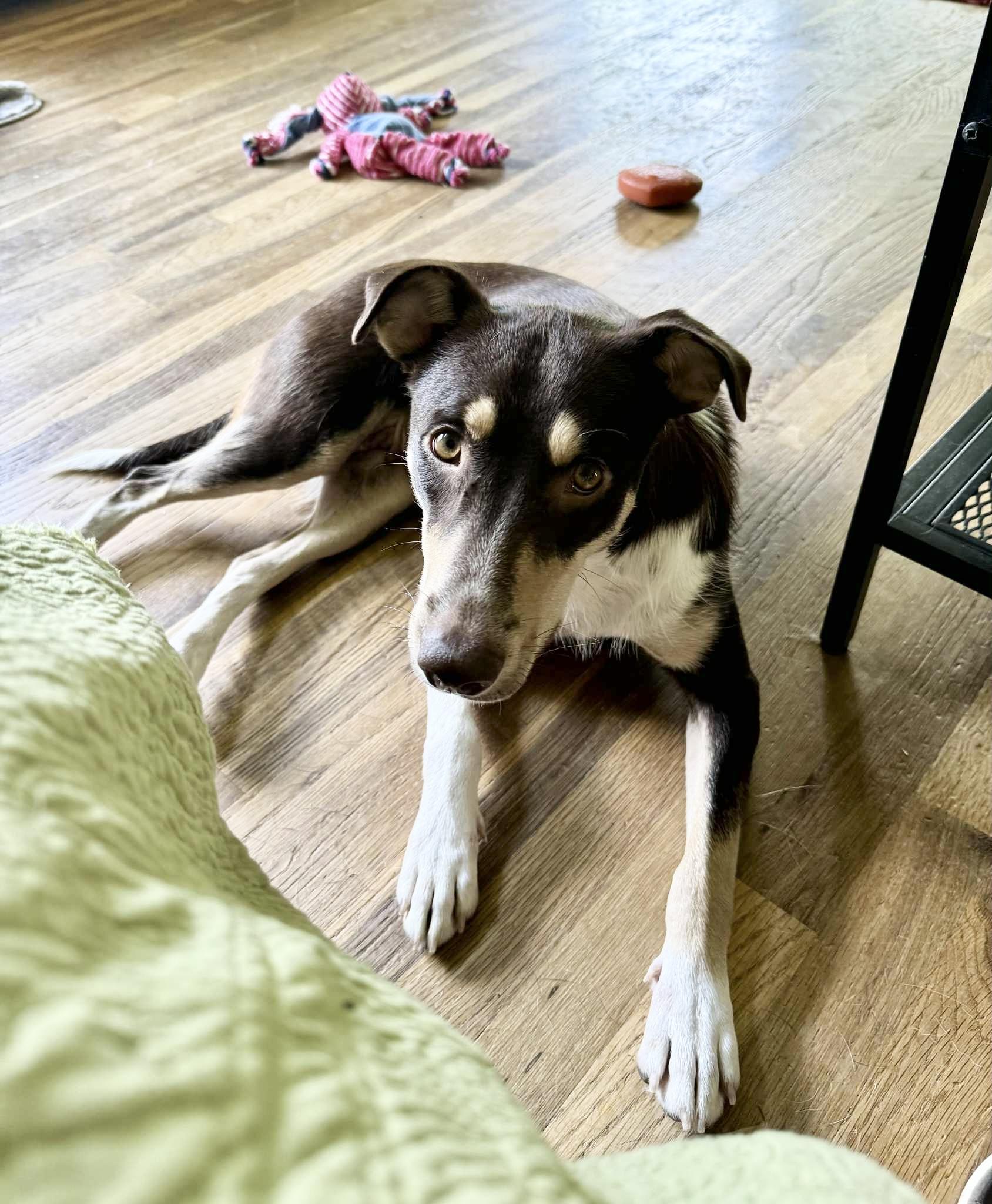 Daisy, a hold mixed breed in Hatfield, PA image 2/6