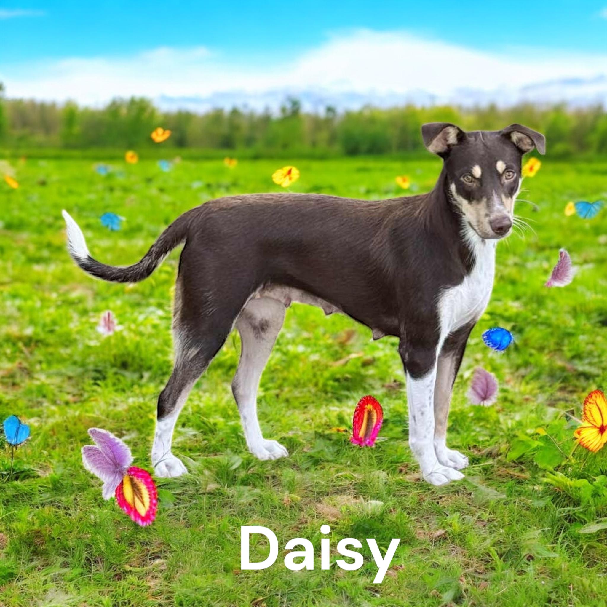 Daisy, a hold mixed breed in Hatfield, PA image 3/6
