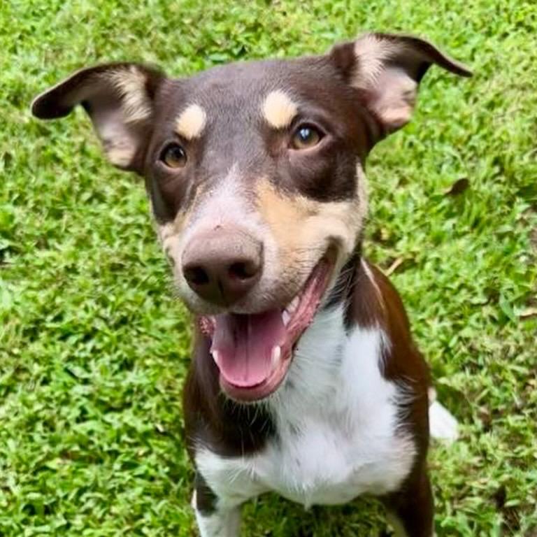 Daisy, a hold mixed breed in Hatfield, PA image 6/6