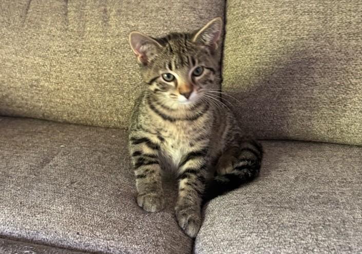 Enlarge Huey, a Adoptable Tabby in Pierre, SD image 1/1