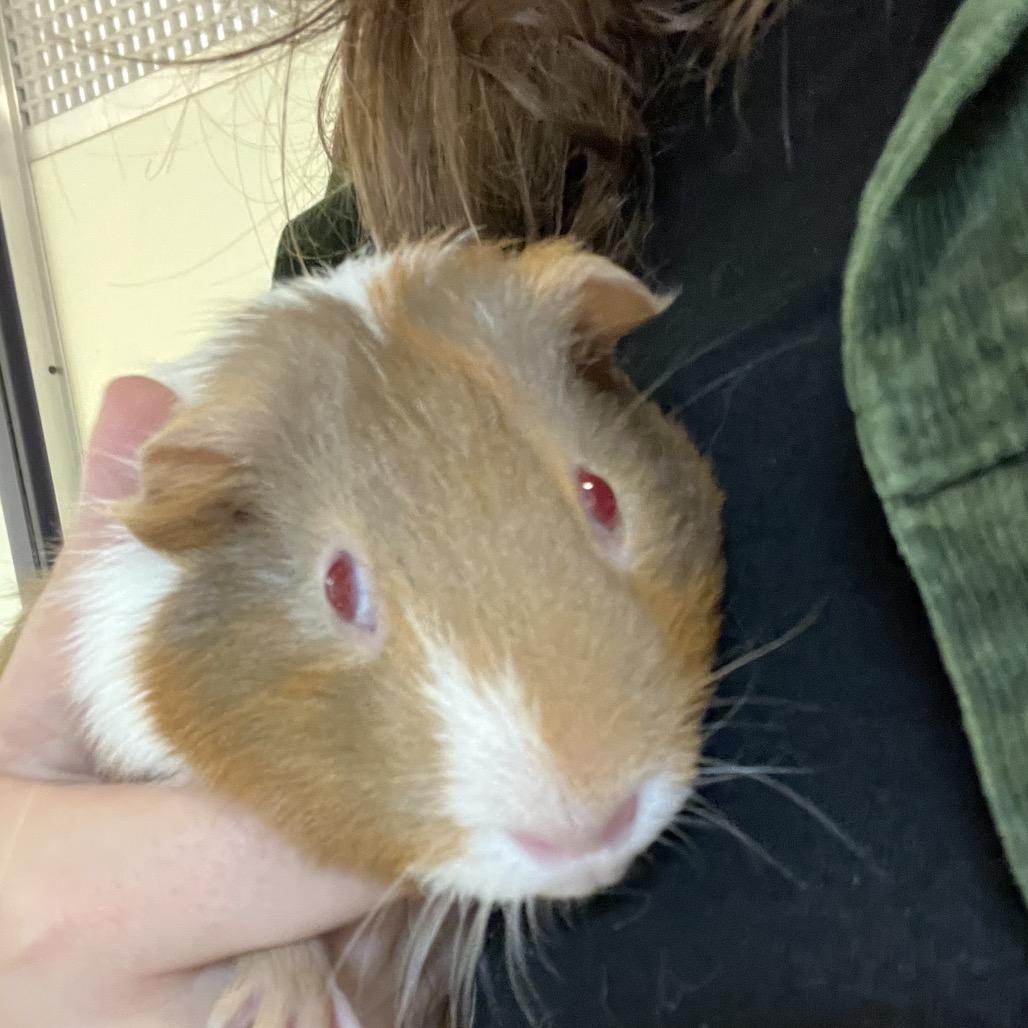 Enlarge Party Platter, a Adoptable Guinea Pig in Charlottesville, VA image 1/4