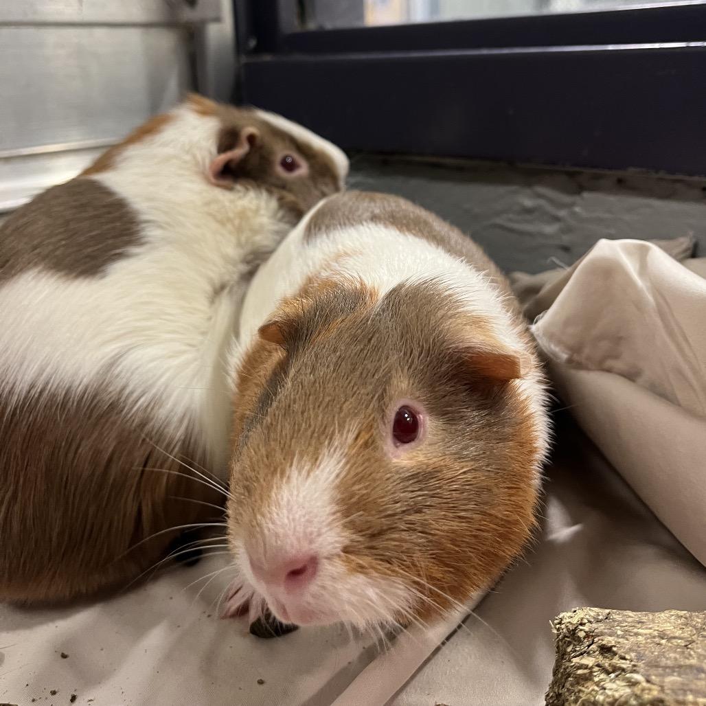 Enlarge Party Platter, a Adoptable Guinea Pig in Charlottesville, VA image 2/4