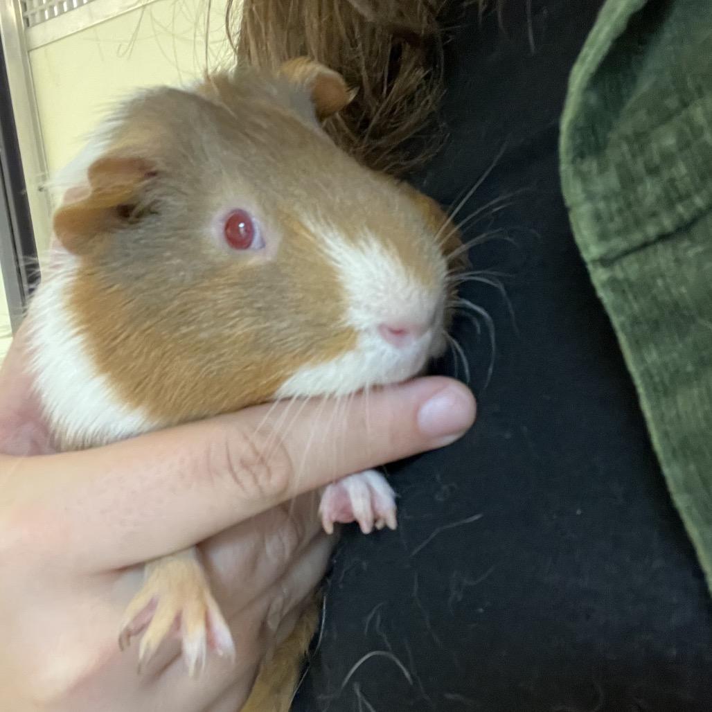 Enlarge Party Platter, a Adoptable Guinea Pig in Charlottesville, VA image 3/4