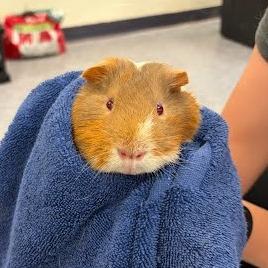 Enlarge Party Platter, a Adoptable Guinea Pig in Charlottesville, VA image 4/4