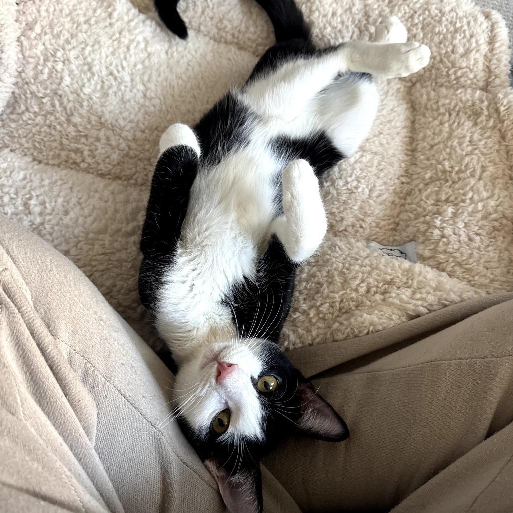 Enlarge Peppercorn (Bonded w/Turmeric), a Adoptable Domestic Short Hair in Oakton, VA image 1/6