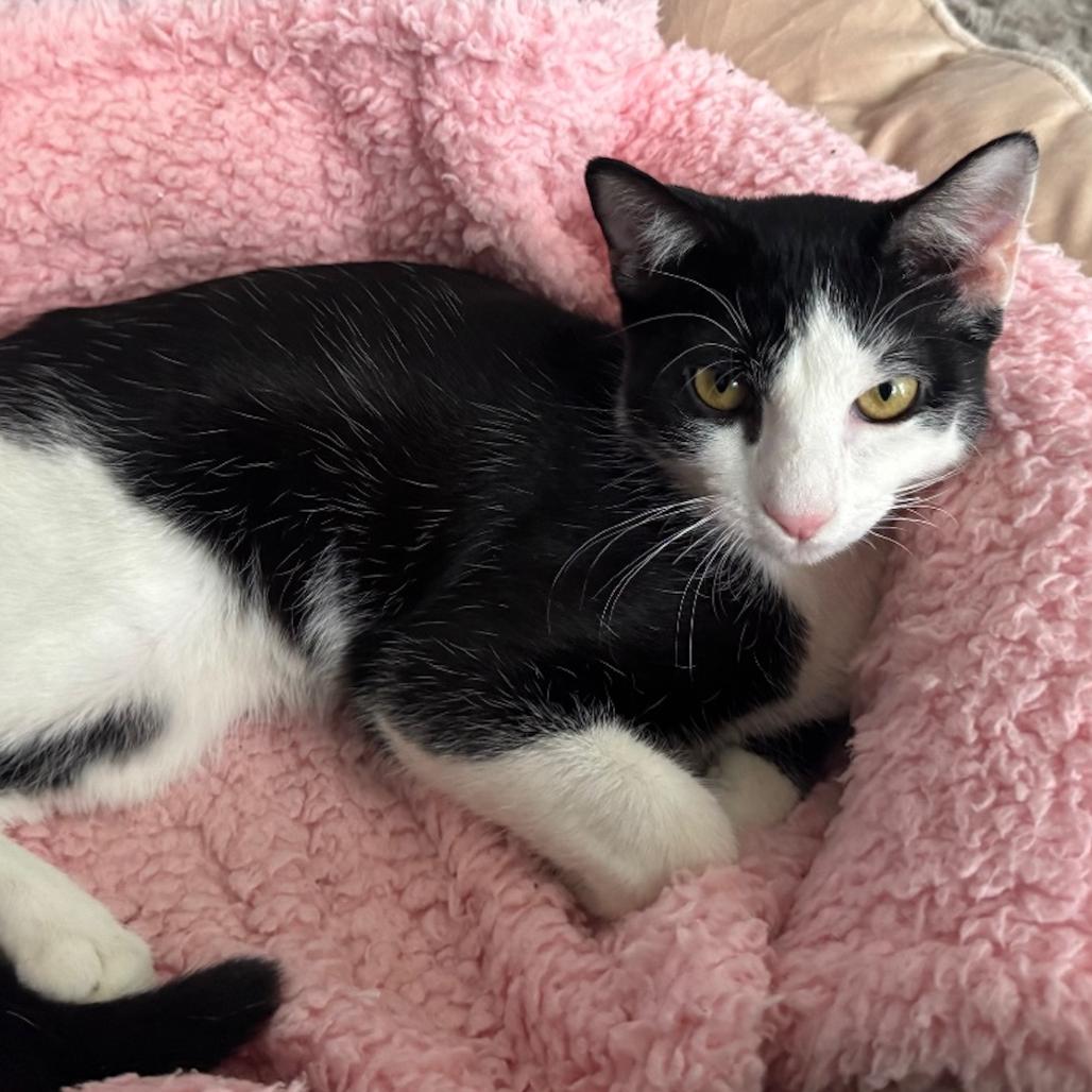 Enlarge Peppercorn (Bonded w/Turmeric), a Adoptable Domestic Short Hair in Oakton, VA image 2/6