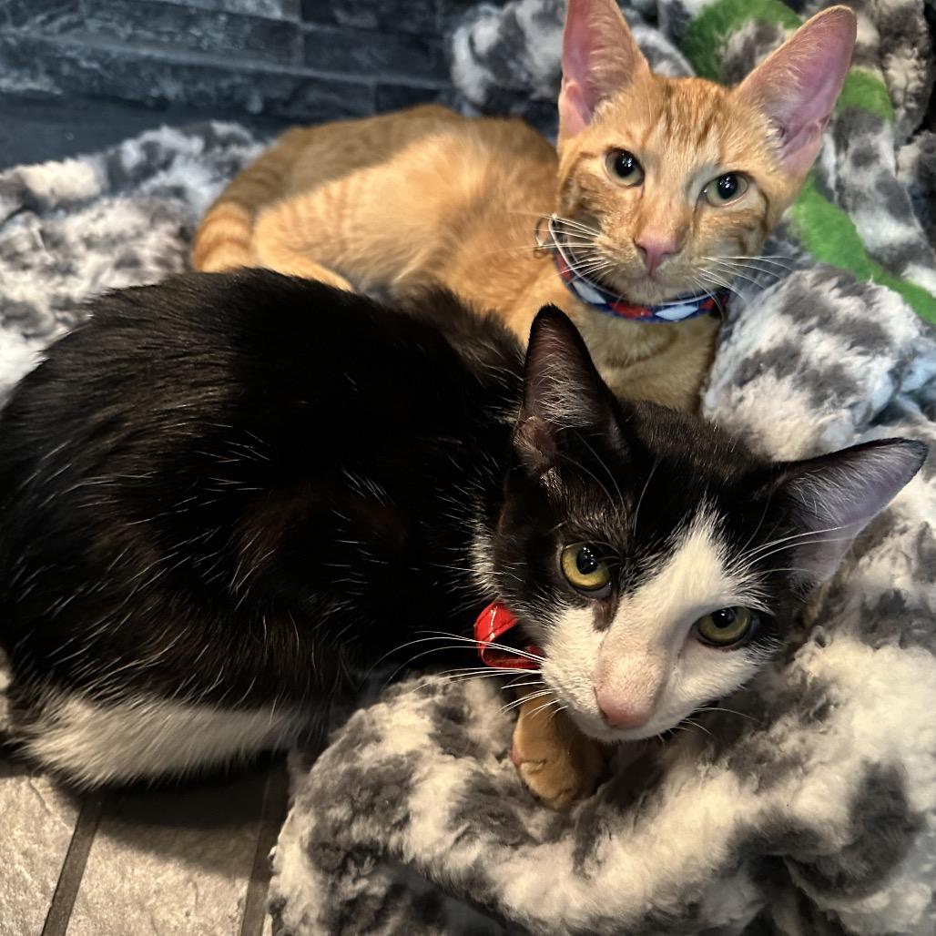 Enlarge Peppercorn (Bonded w/Turmeric), a Adoptable Domestic Short Hair in Oakton, VA image 3/6