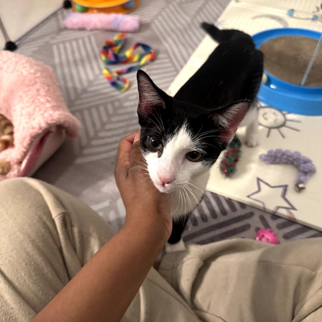 Enlarge Peppercorn (Bonded w/Turmeric), a Adoptable Domestic Short Hair in Oakton, VA image 4/6