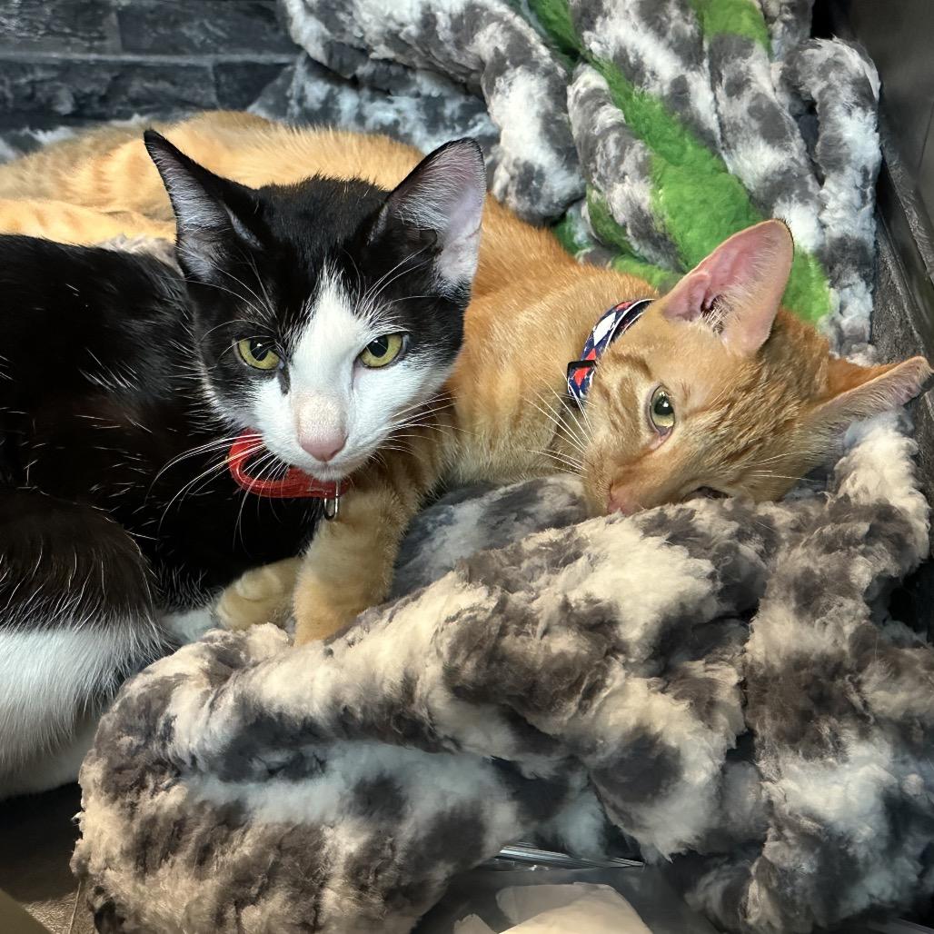 Enlarge Peppercorn (Bonded w/Turmeric), a Adoptable Domestic Short Hair in Oakton, VA image 5/6